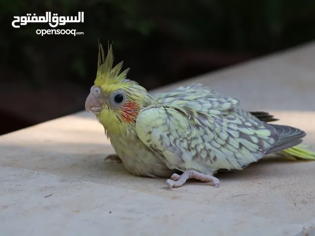 فرخ كوكتيل ايزابيل للزق اليدوي