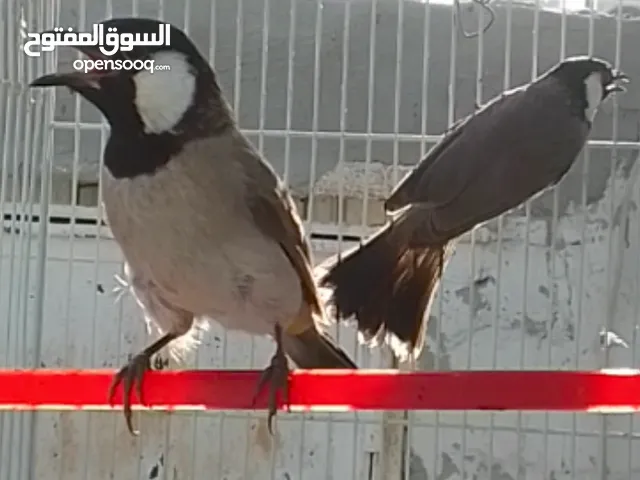 اقفاص للبيع وبلابل احجام مختلفه ويوجد يوز الطيور مو ربوه للانتاج وتغريد