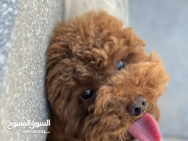 Toy Poodle, 24 months, from Russia