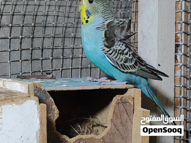 تك نثيه هاجرمو فول جهوزيه الطيره ماعندي الها فحل سعرها15 قفل