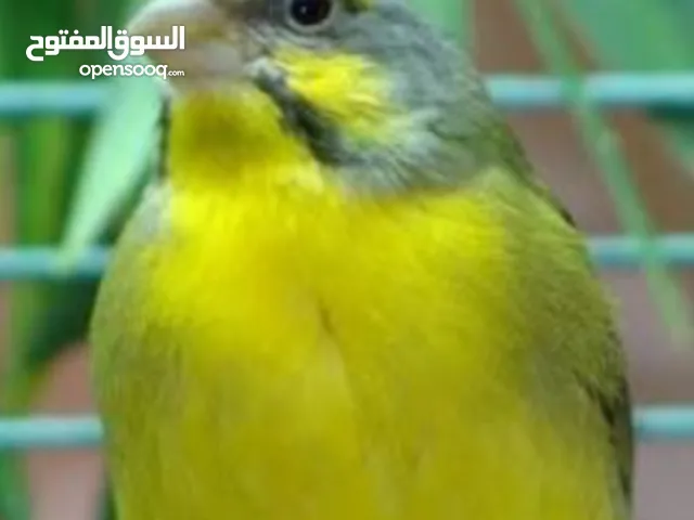 طير ياسمين تغريد ولا أروع