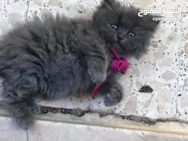 قطط برتش بيور ، العمر شهرين نصيحة شوف الريلز و العرض السفاح قبل ما يروح عليك العرض