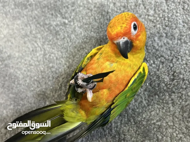 صن كنيور اليف