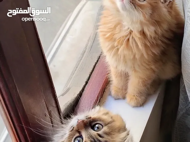 ( عرض مميز جدا لعشاق القطط الشيرازيه )