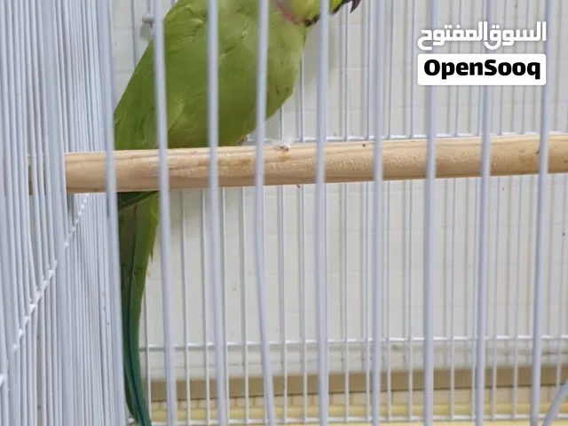 بيبي متوه دره هنديه ذكر جاهز للتزاوج صحه ونظافه اللي له خاطر يتواصل هنا او وتساب للجادين فقط