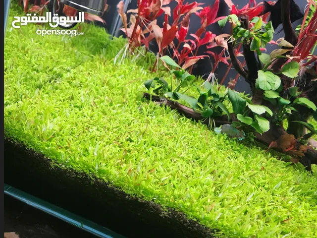 حوض نباتي كرستال