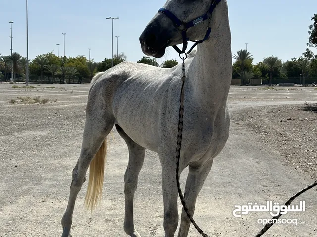 حصان عربي مخصي للبيع مميز وجميل