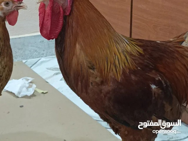 ديك دجاجتين فرنسي حجم كبير