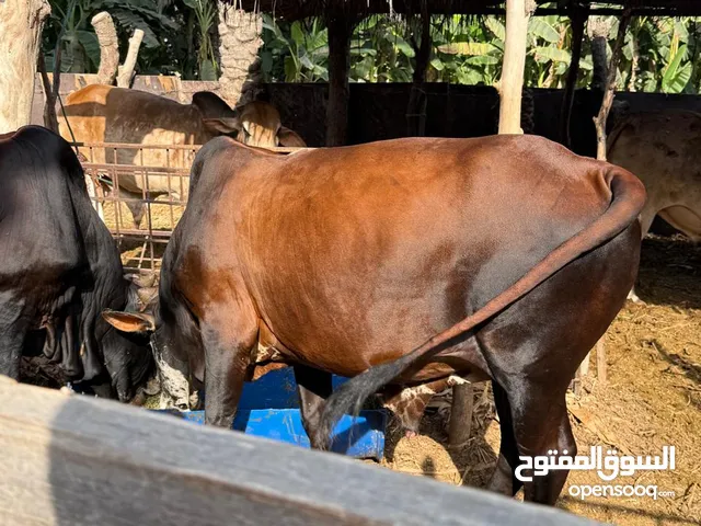 ثيران سمان فول اضاحي