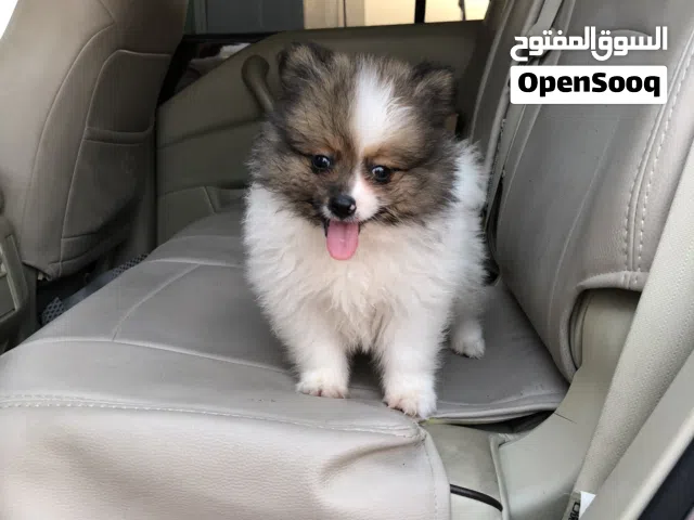 كلب بوميريان
