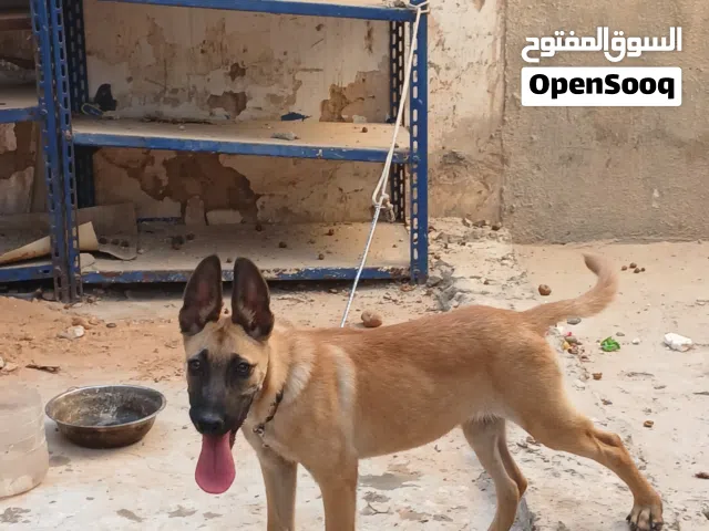 انتايه مالينوا كلاسيكي