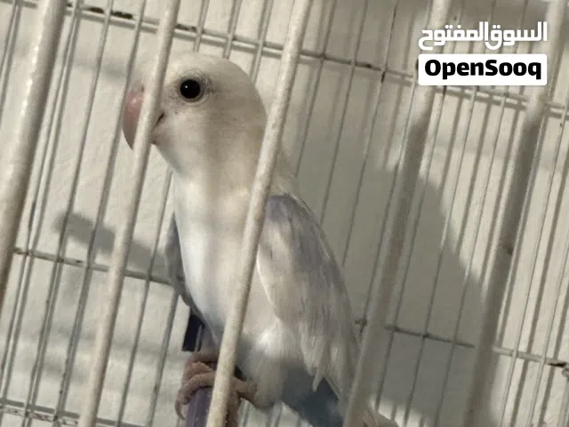 كوبيا روز مصوقره ومضمونه
