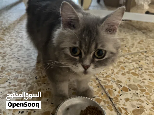 قطة شيرازية حامل مع اللتر بوكس والمشط