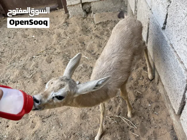 جدي مرضعة ترويض
