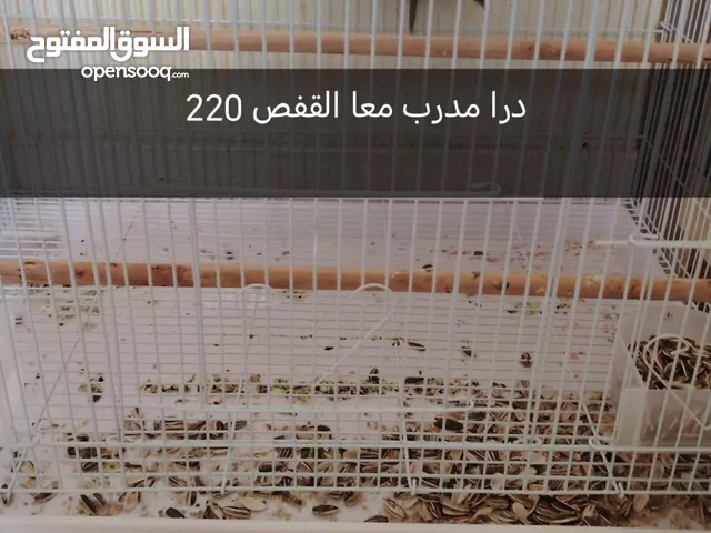 طيور للبيع