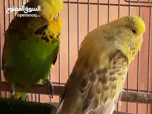 جوز حجم الله يبارك انثي هورقل