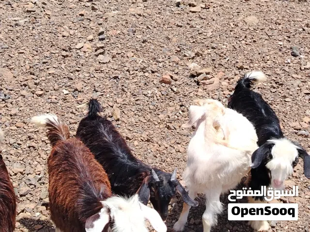 جدايه العدد 5