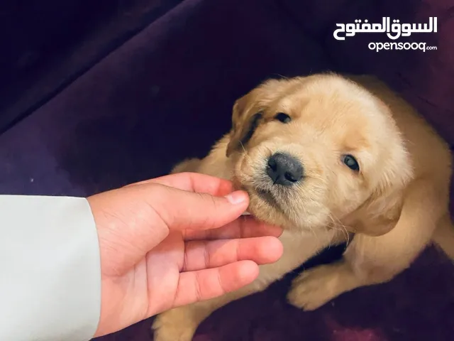 كلاب جولدن ريتريفر برو – ألوان مميزة وصحية ( يرو ) نشيطه وتحب اللعب ومناسبة للعائلات والأطفال