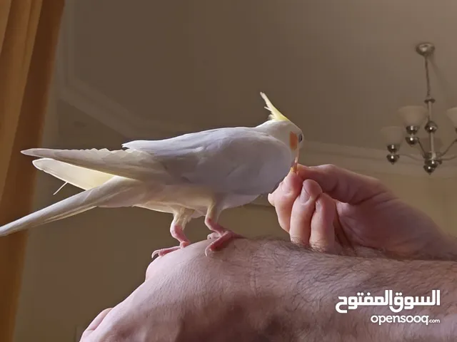 كوكتيل أصفر لاتينو أليف جدا