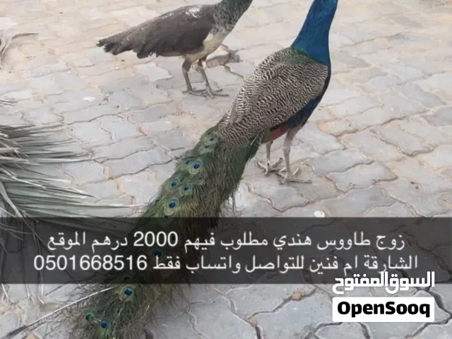 طاووس بايد ريش كامل ذكر منتج
