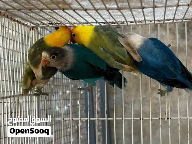 فيشر العمر فوق السته شهر غير محددات الجنس