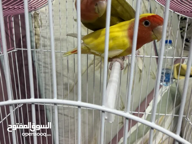 للبيع طيور روز