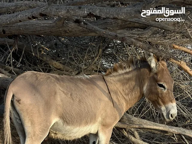 حمار للبيع الوصف مهم