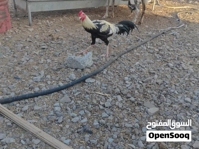 ديك للبيع بصحه جيده