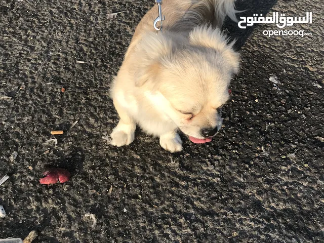 كلب للبيع بسعر حرق