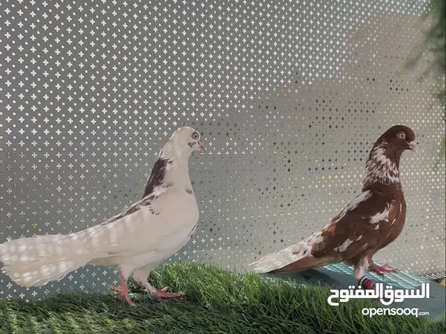 جواز نخب ومكفولات شغل ما شاء الله