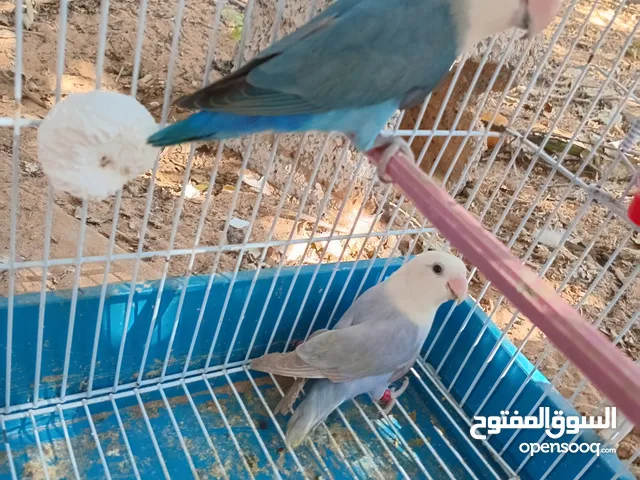 كوبيه بركديللو تحتها4فروخ الله ايبارك