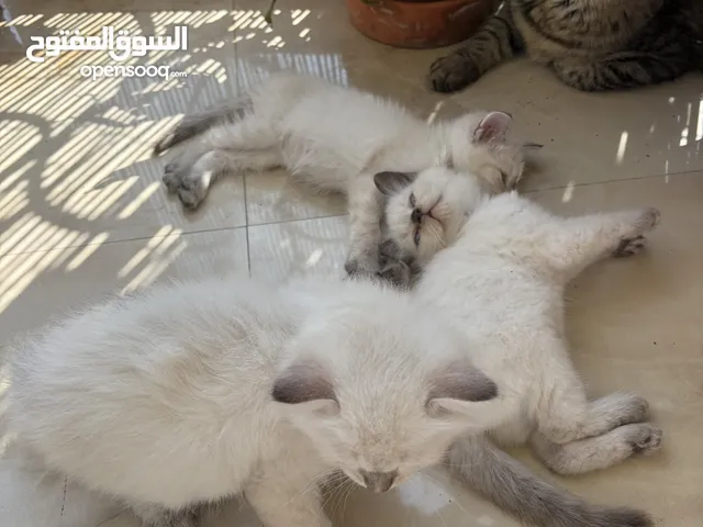 قطاو هملايا