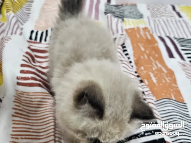 Himalayan, male, 2 months for sale