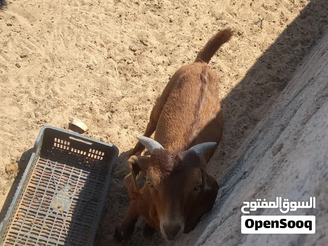 معيز للبيع