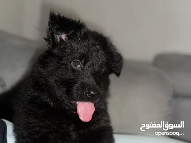 جراوي جيرمن شبرد لونغ هير