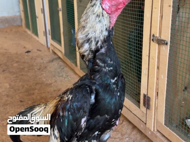 الطير كراس تايلندي