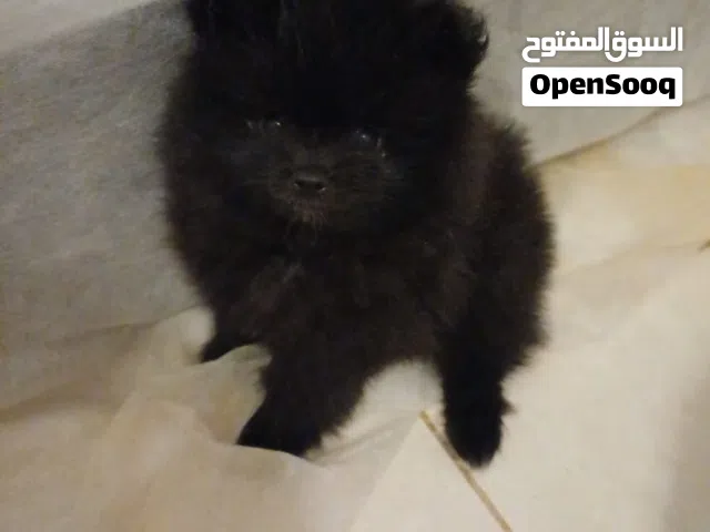 بومرينيان تيكب ذكر  صحته ممتازه جدا باقي التفاصيل واتس