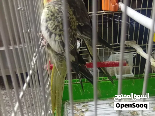 جوز كوكتيل