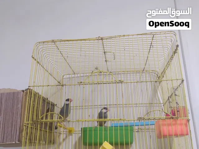 زوج جاوة مع قفص وبيتهن