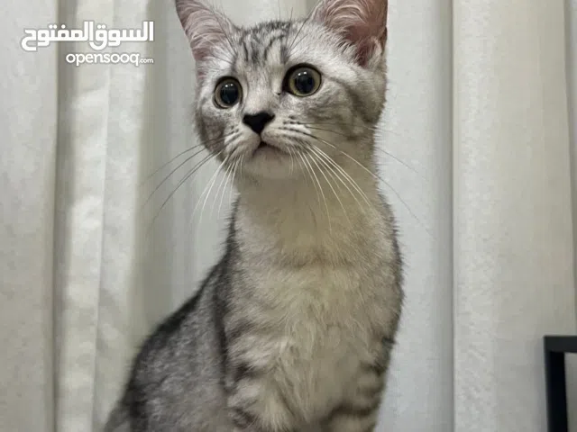 White Scottish kitten