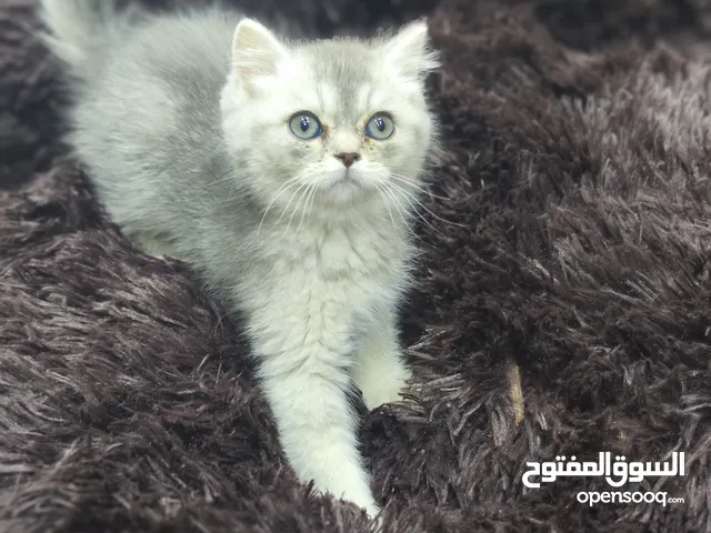 سكوتش ستريت ذكر