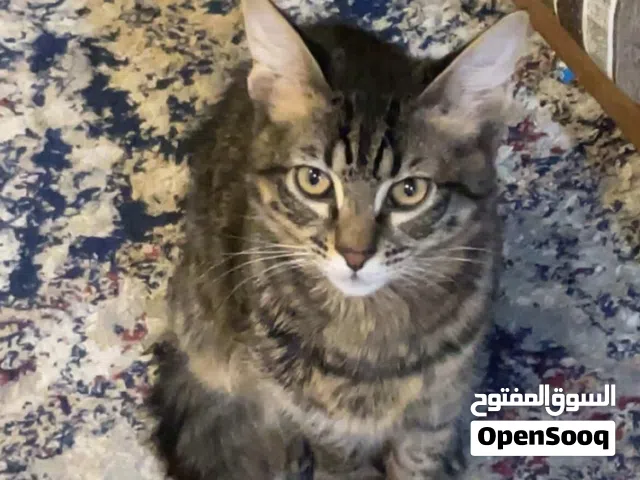 قط ذكر مكس تابي و سافانا طالب تزاوج