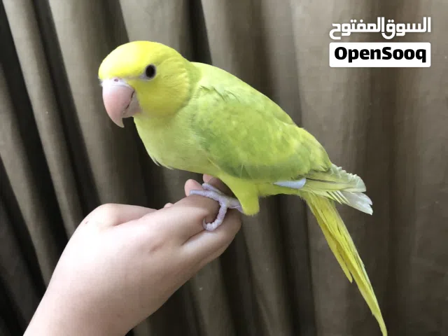 للبيع بيبي متوه هولندي أوبلاين رأس أصفر وجسم ملون