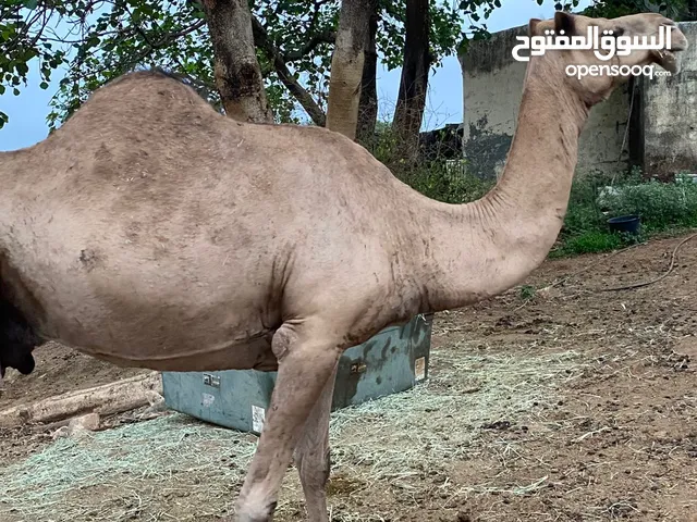 ناقه للبيع