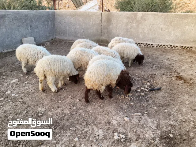 عبر بلدي للبيع