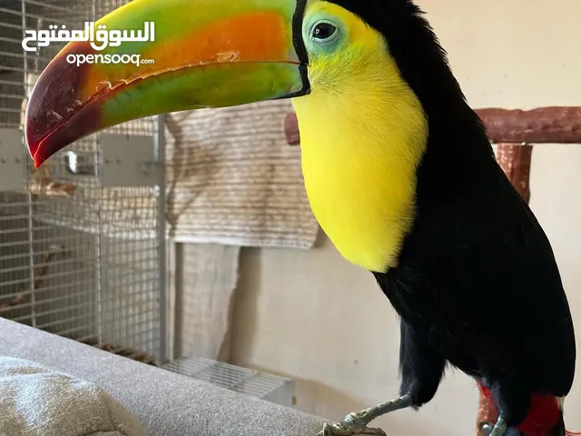 Toucan Birds Available For Sale, Young babies, tamed and healthy