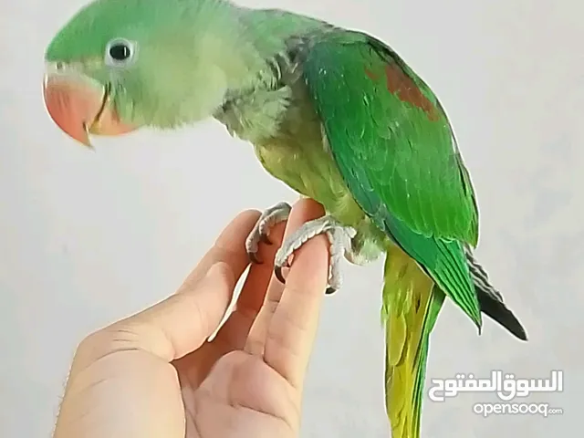 للبيع مجموعة طيور البغبغاوات منها الاليفه ومنها للإنتاج طيور جميله جداً للإنتاج ماعليك إلا الاختيار