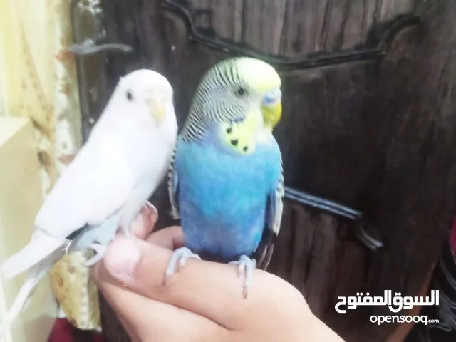 متاح 3 جواز حب كلهم اليفات كلهم جواز شغالة جواز نخب للبيع اقرء الوصف