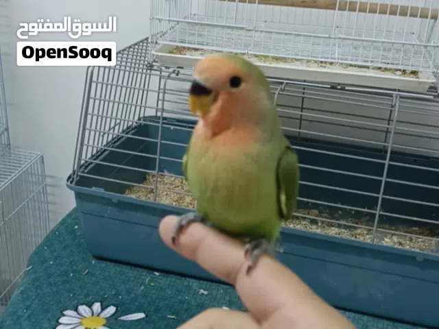 طائر روز هدد