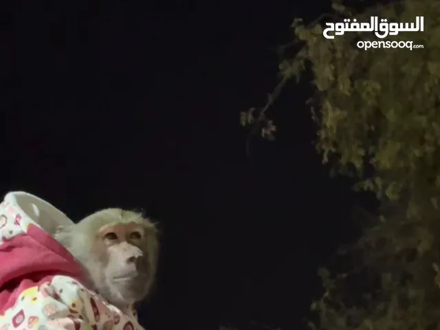 قرد من فصيلة البابون